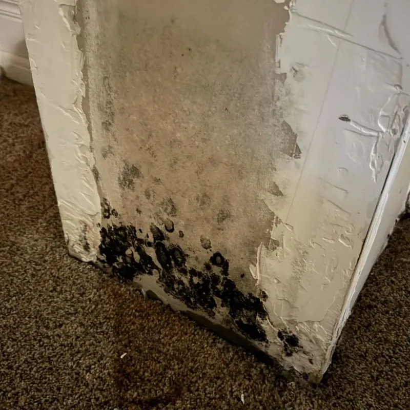 Professional Mold Removal in Willow Oak, FL